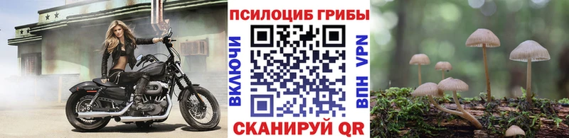 где найти   Дедовск  Галлюциногенные грибы Magic Shrooms 